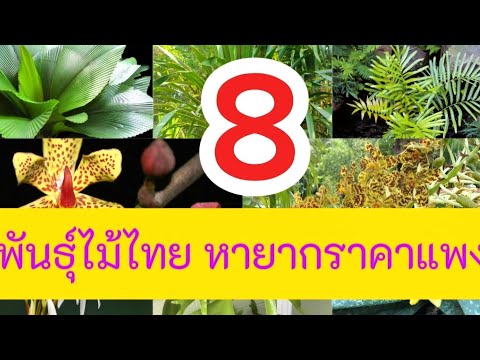 8พันธุ์ไม้ไทยหายากราคาแพง