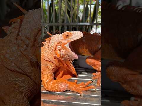 Rồng Nam Mỹ Phun Lửa #rongnammypethome #iguana #pet #bosat #rồngnammỹ #thinhhanh #shorts