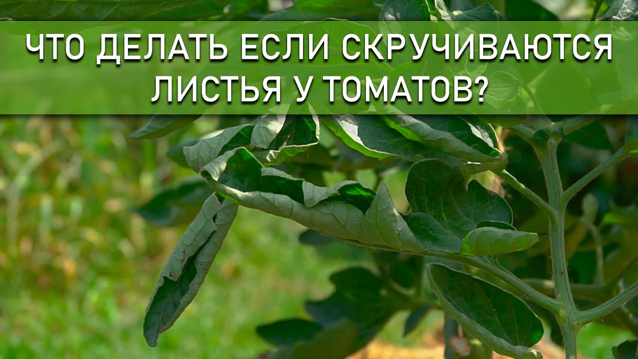 Если увидели такие листья у томатов срочно спасайте его!