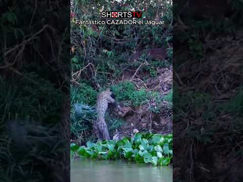 Fantástico CAZADOR el Jaguar de la Selva