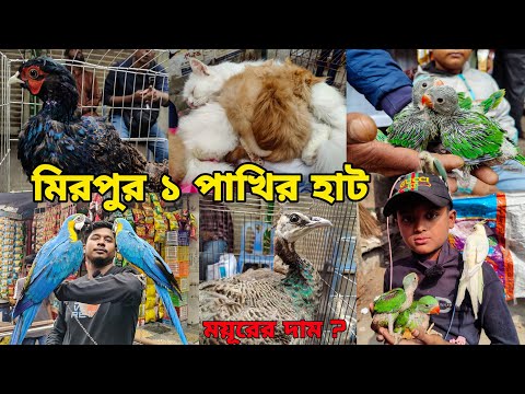 প্রথম হাটে ময়ূর_মিরপুর ১ পাখির হাট_টিয়ার বাচ্চা স্পেশাল_Mirpur 1 pakhir haat_Peacock,Macaw,Tia