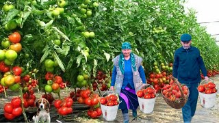 🍅 Бабушкин Рецепт: Натуральная Томатная Паста из Свежих Помидоров