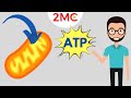 Cellular Respiration: Key Processes and ATP Production