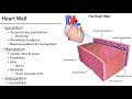 Cardiac Anatomy and Function Concepts