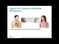 Exploring Body Membranes and the Integumentary System