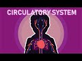 Circulatory System Concepts and Functions