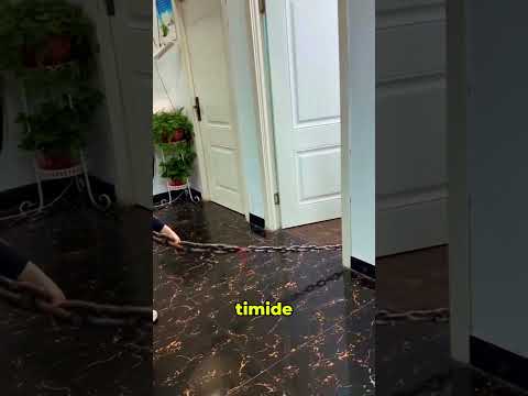 Le petit chien le plus mignon du MONDE!