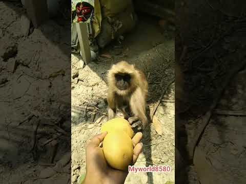 Hanuman