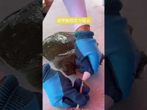 這甲魚咬合力驚人。 #誰知道這是什麼 #甲魚#甲魚防咬頭套