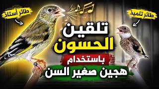 هل ينجح الهجين صغير السن في تلقين الحسون؟