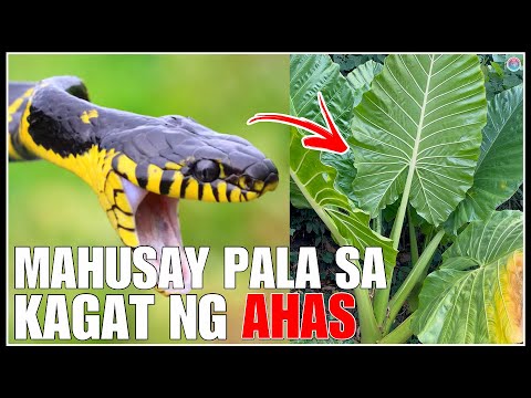 Baka Ikaw Na Lamang ang Hindi Nakakaalam na Marami Palang Dalang Pakinabang ang Halamang BIGA