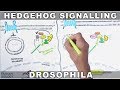 Hedgehog Signaling Pathway Concepts