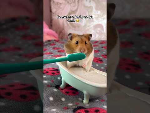 My Hamster has a Spa Day! 🛀🥒 #shorts #pets #pet