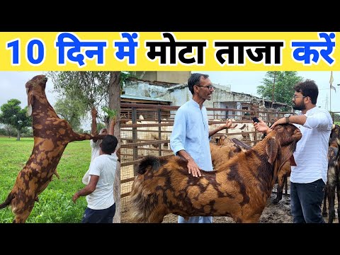 बकरी को मोटा करने की खुराक | Bakre ka wazan barhane ka tarika