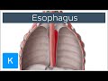 Esophagus Structure and Function