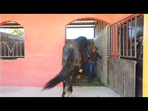 MI CABALLO NO QUIERE SALIR POR PRIMERA VEZ DE SU CABALLERIZA!