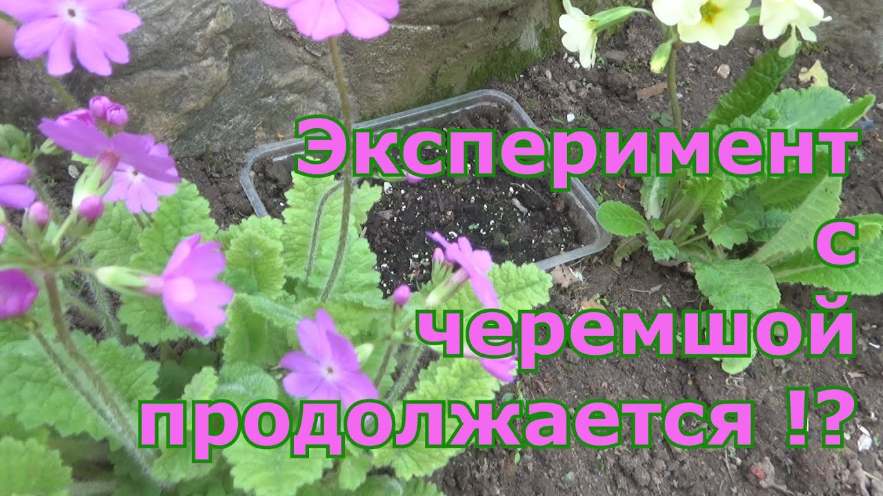 Когда ждать всходов черемши? Выращивание черемши из семян. Как вырастить черемшу в Подмосковье