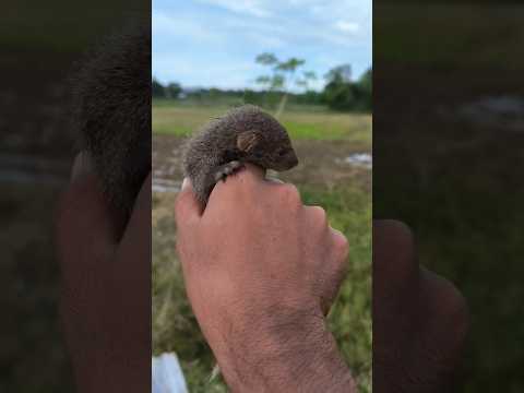 lagi cari ikan malah Nemu hewan ini,ada yang tau ini hewan apa? #otterindonesia #pet #fishing #vlog
