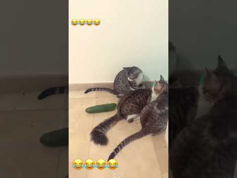 Cat vs cucumber #foryou #catvideos #funny #petsunited #funnyanimal