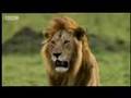 Cheetah Survival Strategies and Encounters
