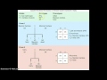 Genotype and Phenotype Ratios