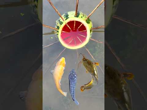 Bushcraft Skill: Easy Fishing Trap ๐ with Watermelon #survival #campping #lifehacks #fish