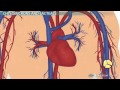 Understanding Lipid Digestion and Absorption