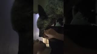 my crazy dog pt2