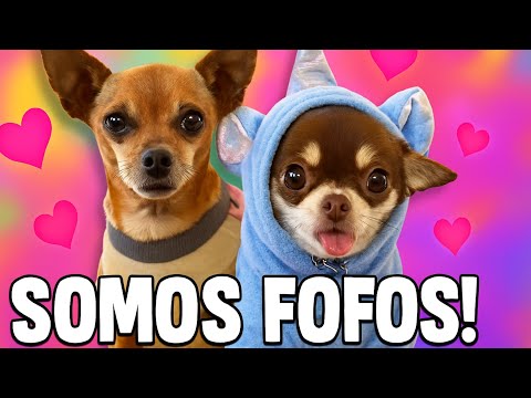 POLENTA RONCOU E BRINCOU MUITO NO VLOG DE HOJE!