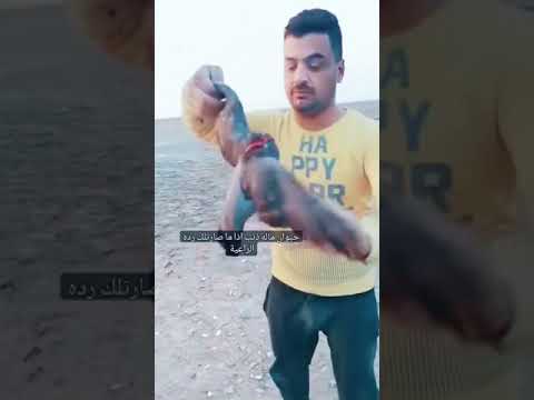 تملص الطير شنو ذنبه خلو مخافت الله عدكم 😥شتركو بقناتي #ارافل