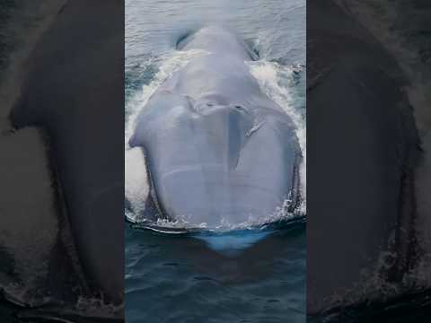 The most impressive animal in the world! #oceangiants #
