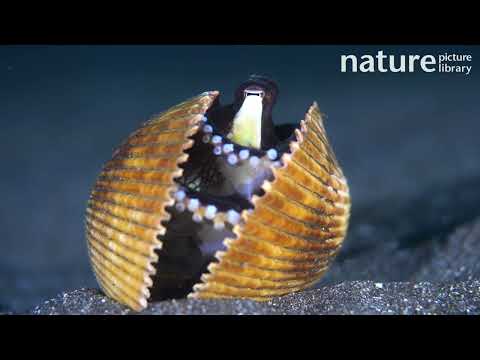 Coconut octopus hiding inside clam shell, Pacific Ocean.