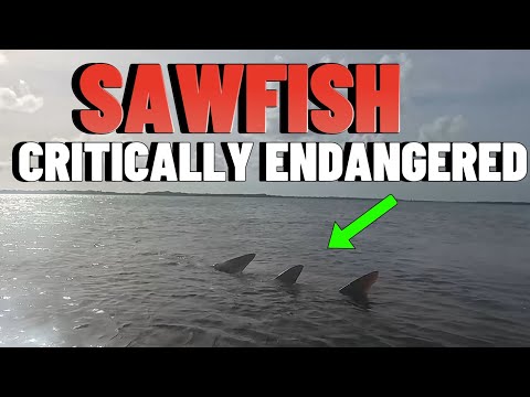 I Found A Critically Endangered Sawfish with Spinning Fish Syndrome Florida Keys March 25th