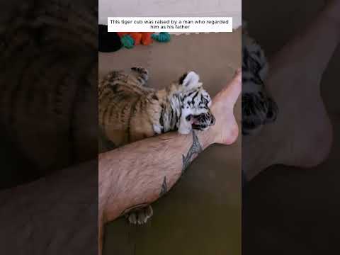 This man adopted an orphaned tiger cub when it was a baby #tiger #shortvideo #animalshorts #rescue