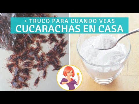 COLOCA ESTA MEZCLA EN LAS ESQUINAS DE TU CASA Y EN BREVE TODAS LAS CUCARACHAS SERÁN ELIMINADAS