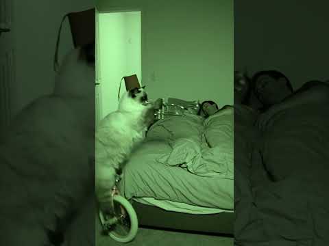 This cat never stays still