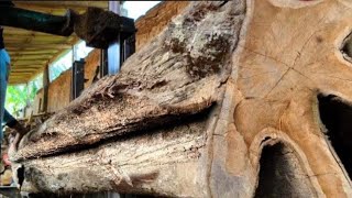 Disgusting !! What's Inside This Long Log Shocked Everyone at the Sawmill