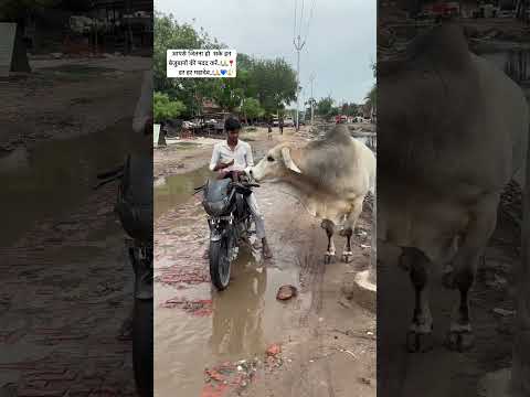 Gau Mata..!🙏❣️#youtubeshorts #trending #ytshorts #asmr #facts #gaumata #viralshorts #vlog #share