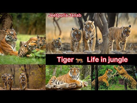 Wild Inside : Tiger 🐅 Jungle in Life africa 🇿🇦 || Jeetpuria Janab Video-3