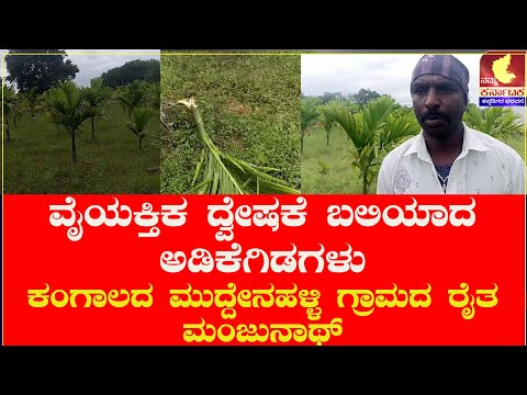|ವೈಯಕ್ತಿಕ ದ್ವೇಷಕೆ ಬಲಿಯಾದ ಅಡಿಕೆಗಿಡಗಳು|