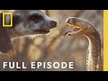 Animal Survival and Maternal Challenges