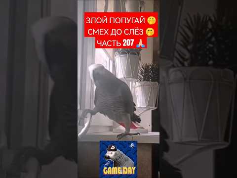ЗЛОЙ ПОПУГАЙ 🤭 СМЕХ ДО СЛЁЗ 🤭 ЧАСТЬ 207 🙏🏻
