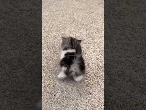 cute cat #cat #pets #funnyshorts