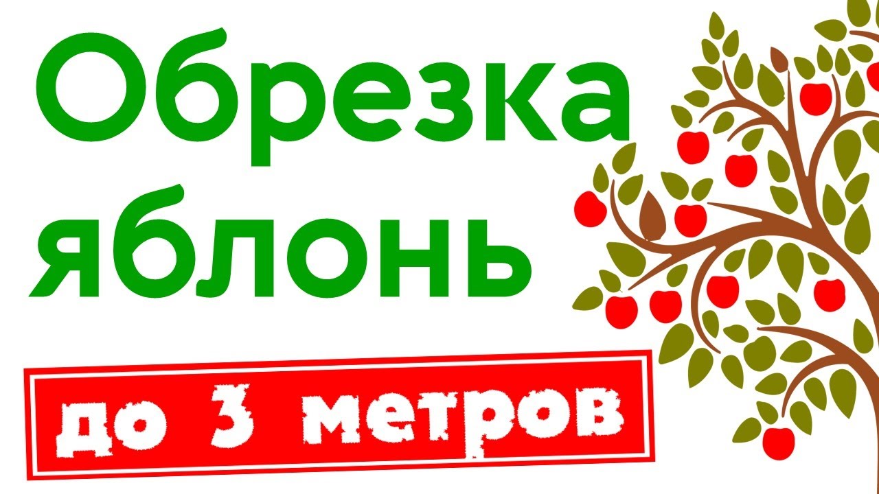 Обрезка яблонь до 3 метров