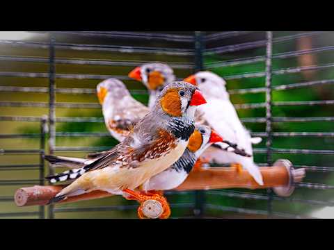 They’ve Never Seen So Much Space! 🐦 First Time in the Big Aviary