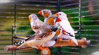 They’ve Never Seen So Much Space! 🐦 First Time in the Big Aviary