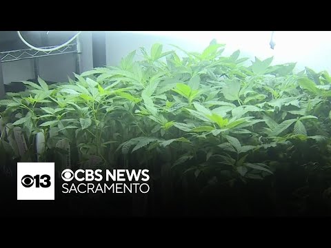 YouTube video thumbnail: California State Fair Exhibit Encourages Homegrown Cannabis
