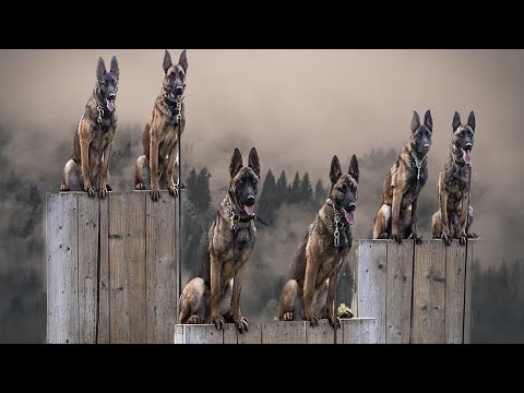 The Most Insane Dog on the Planet !