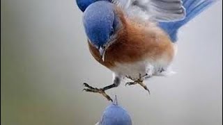 cantos De #pajaro🦜💤#musica #descanso#sonidodelluvia  