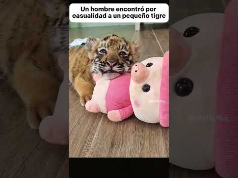 Un hombre encontró por casualidad a un pequeño tigre #animales #animals